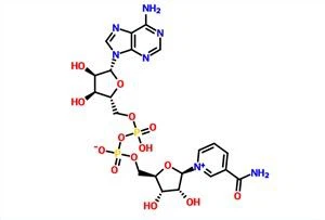 -Nikotinamid Adenin Dinukleotid NAD CAS 53-84-9